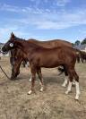 &Agrave; vendre foals de 6 mois par TAALEX