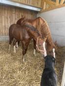 &Agrave; vendre foals de 6 mois par TAALEX