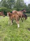 &Agrave; vendre foals de 6 mois par TAALEX