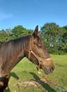 Vends pouliniere SF pleine de Candy de Nantuel, 1.64 m 