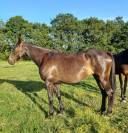 Vends pouliniere SF pleine de Candy de Nantuel, 1.64 m 