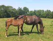 Vends pouliniere SF pleine de Candy de Nantuel, 1.64 m 