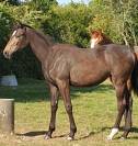 Vends pouliniere SF pleine de Candy de Nantuel, 1.64 m 