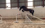 Cheval Hongre 3 ans Bai Brun