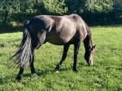 Cheval Hongre 3 ans Bai Brun