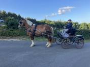 Cheval breton attel&eacute; et mont&eacute;