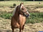 Cheval breton attel&eacute; et mont&eacute;