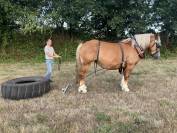 Cheval breton attel&eacute; et mont&eacute;