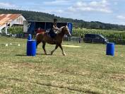 Cheval breton attel&eacute; et mont&eacute;