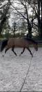 Jument SF de 5 ans - 165cm - par CANTURANO X JARNAC