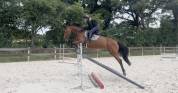 Jument SF de 5 ans - 165cm - par CANTURANO X JARNAC