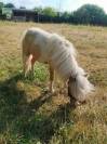 Pouliche pie palomino
