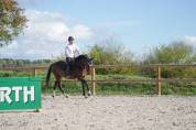 Jument de sport