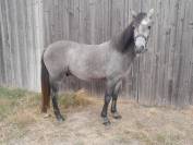 Nimbo des Geais