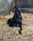 Filly Friesian For sale 2026 Black