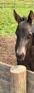 Filly Friesian For sale 2026 Black
