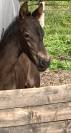 Filly Friesian For sale 2026 Black