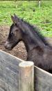 Filly Friesian For sale 2026 Black