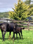 Filly Friesian For sale 2026 Black