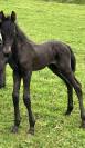 Filly Friesian For sale 2026 Black
