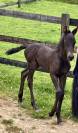 Filly Friesian For sale 2026 Black