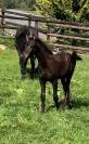 Filly Friesian For sale 2026 Black