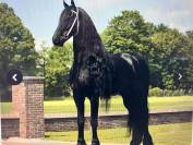 Filly Friesian For sale 2026 Black