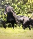 Filly Friesian For sale 2026 Black