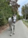 Bwp de 7 ans &agrave; vendre