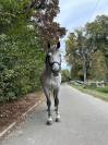 Bwp de 7 ans &agrave; vendre