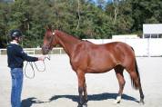 Jeune cheval 3 ans CSO - CCE