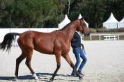 Jeune cheval 3 ans CSO - CCE