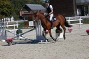 Jeune cheval 3 ans CSO - CCE