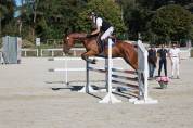 Jeune cheval 3 ans CSO - CCE