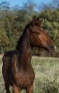 Chic Pouliche Noire Pangar&eacute; CSO 