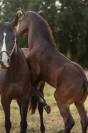 Chic Pouliche Noire Pangar&eacute; CSO 