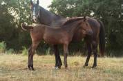 Chic Pouliche Noire Pangar&eacute; CSO 
