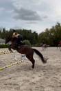 Hongre 4 ans