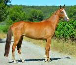 Poulini&egrave;re Akhal t&eacute;k&eacute;