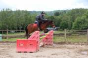 Poney Connemara