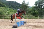 Poney Connemara