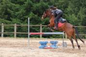 Poney Connemara