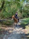 Rolina - Jument Pur-Sang 10 ans &ndash; 1m65