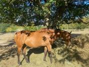 Rolina - Jument Pur-Sang 10 ans &ndash; 1m65