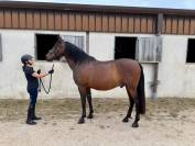 Super cheval polyvalent PP &mdash; 9 ans 