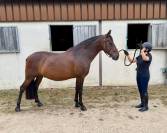 Super cheval polyvalent PP &mdash; 9 ans 