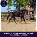 Caballo castrado Pura Sangre En venta 2023 Bayo moreno por LATROBE