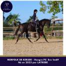 Caballo castrado Pura Sangre En venta 2023 Bayo moreno por LATROBE