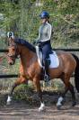 Jument dressage Am 1