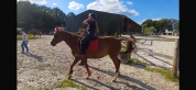 A VENDRE Welsh K DE 19 ANS EN PLEINE FORME 